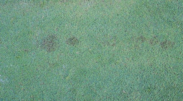 Dollar Spot