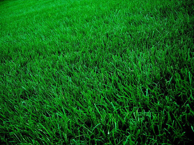 Grass Lawn