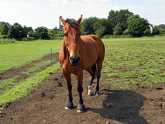 paddock maintenance. Horse in muddy field