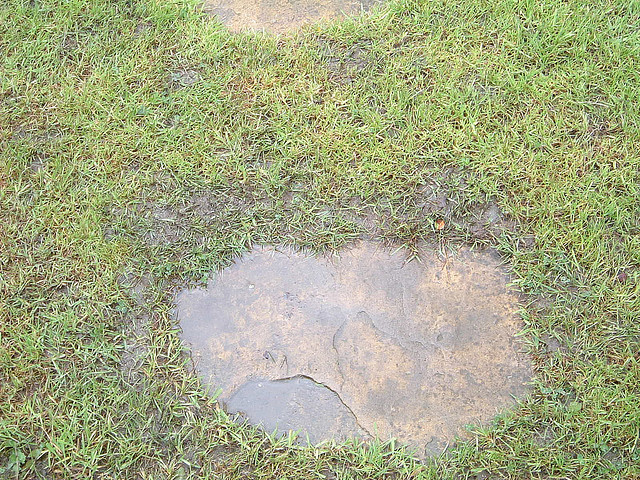 waterlogged-lawn
